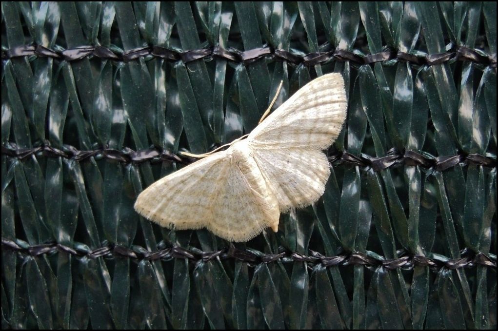 Sempre Idaea dilutaria? No, Scopula (Calothysanis) immutata